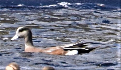 American Wigeon - ML412071541