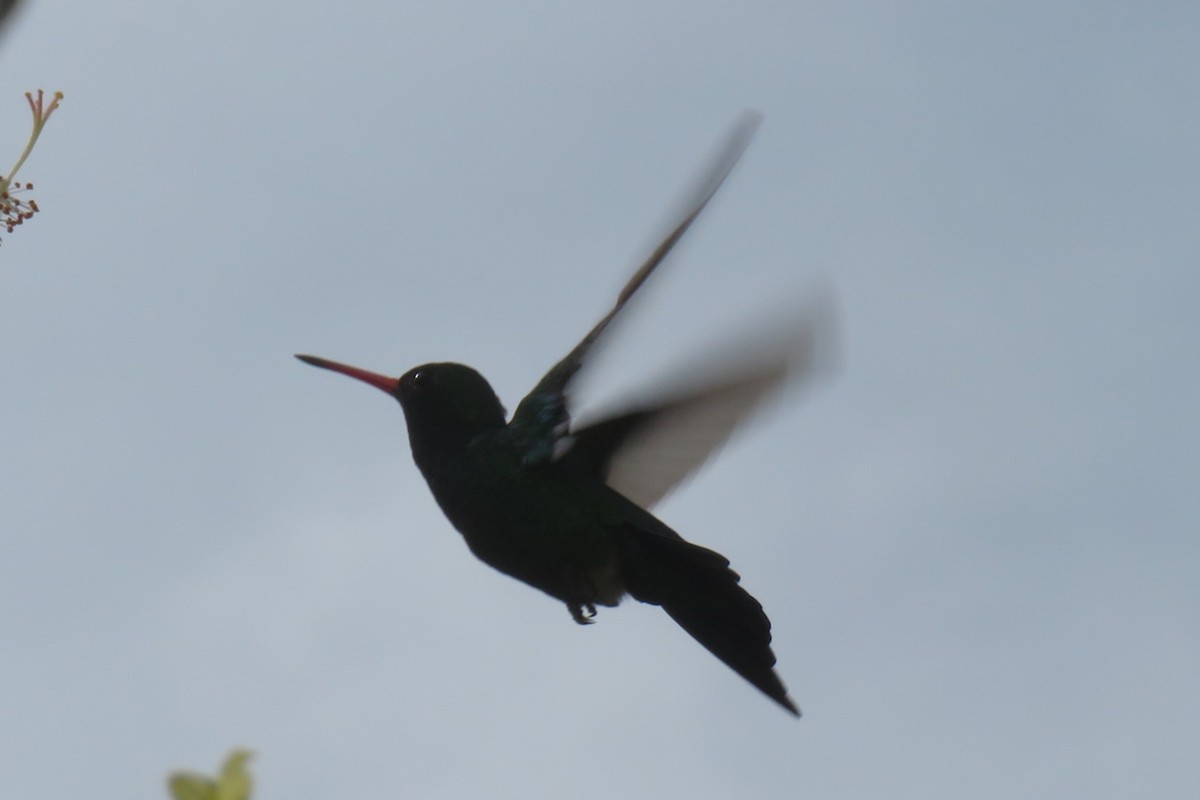 Glittering-bellied Emerald - ML412073101