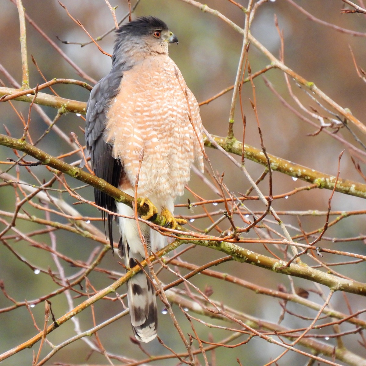 Cooper's Hawk - ML412075311