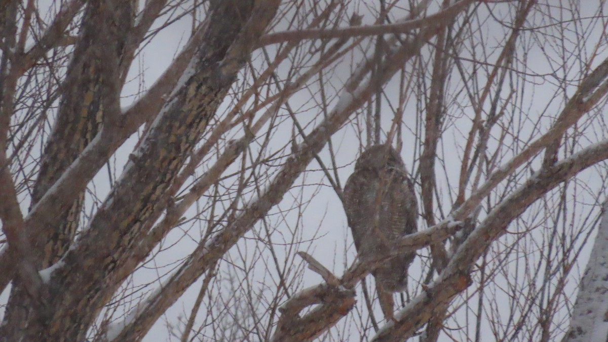 Great Horned Owl - ML412075681