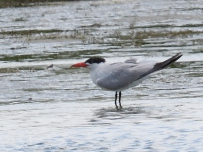 Caspian Tern - ML412076421