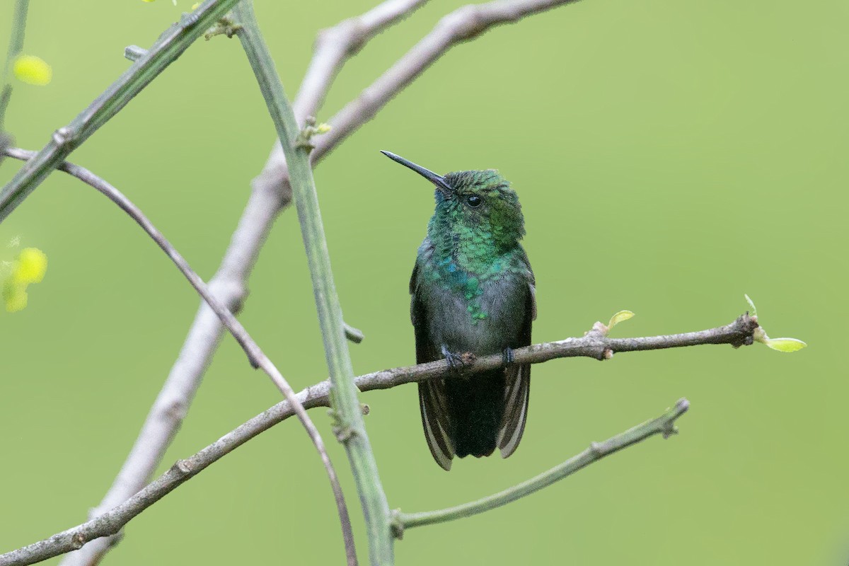 Blue-chinned Sapphire - Bradley Hacker 🦜