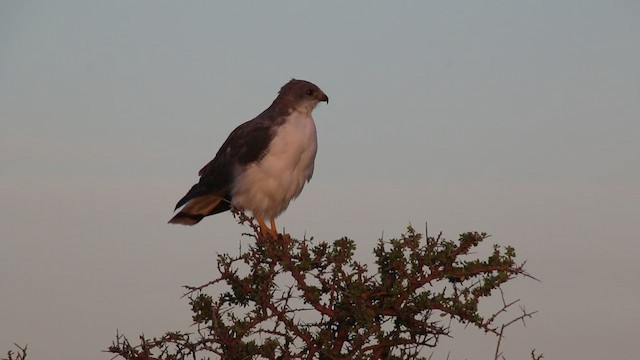 Variable Hawk - ML412077931