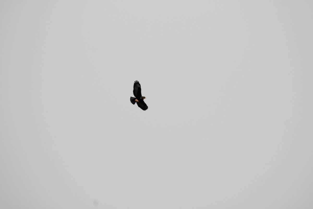 Short-tailed Hawk - ML412078131