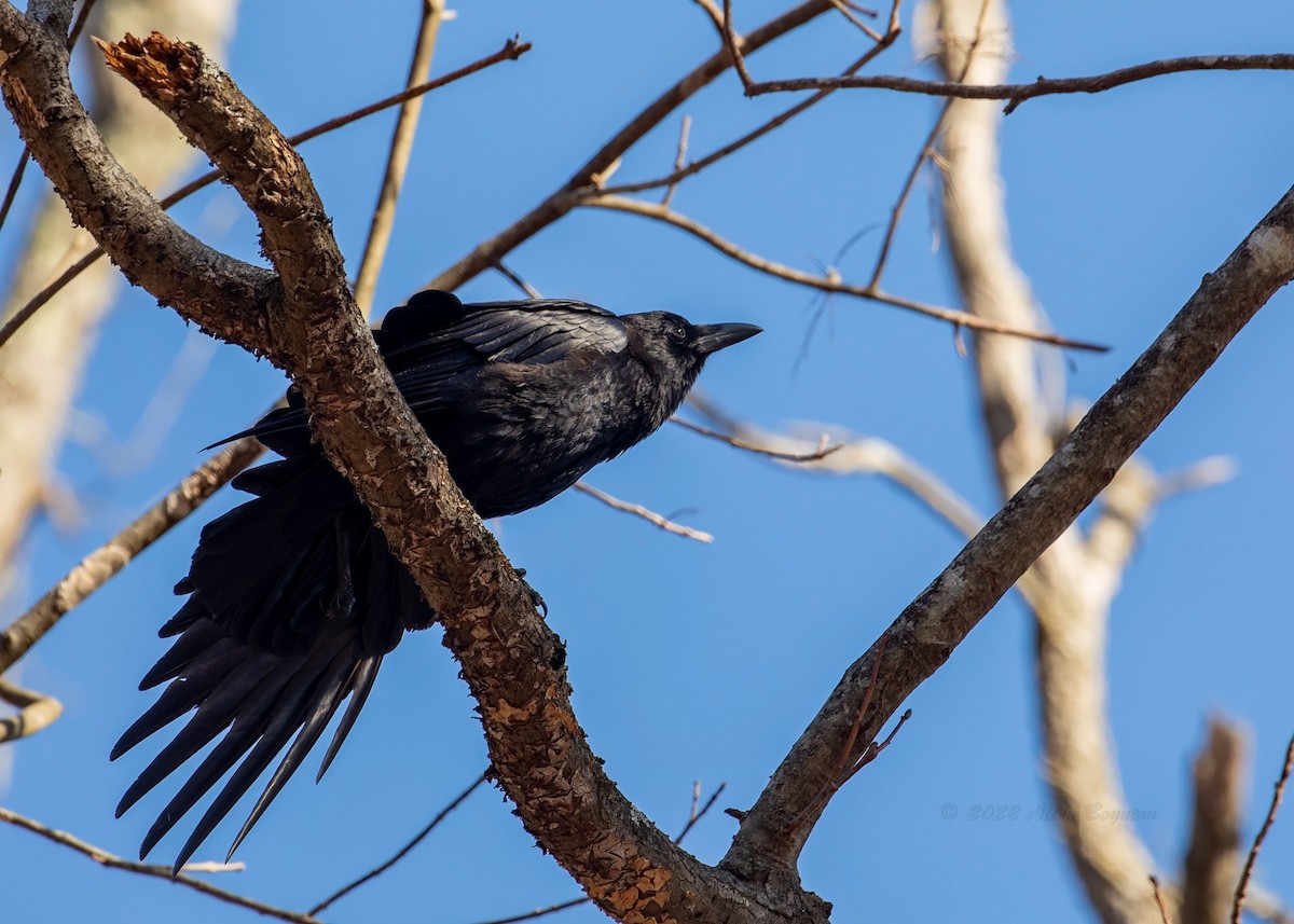 American Crow - ML412079971