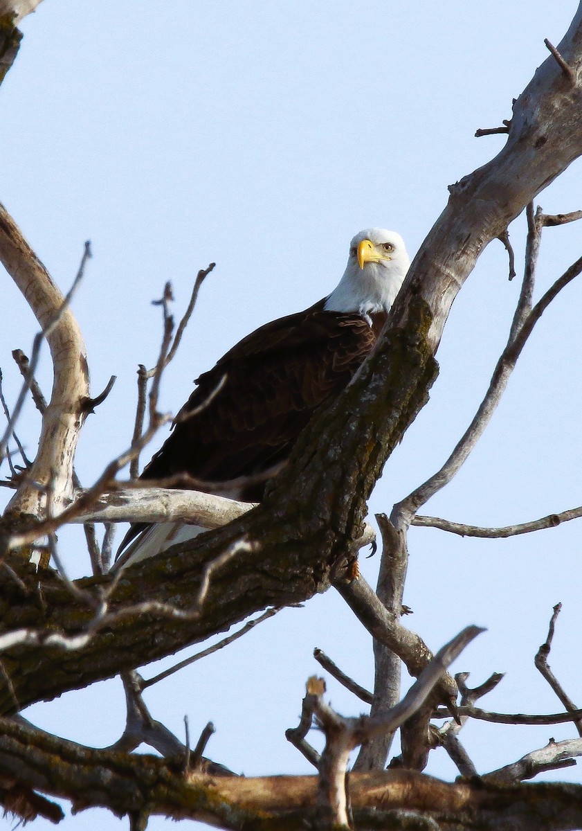 Bald Eagle - ML412080191