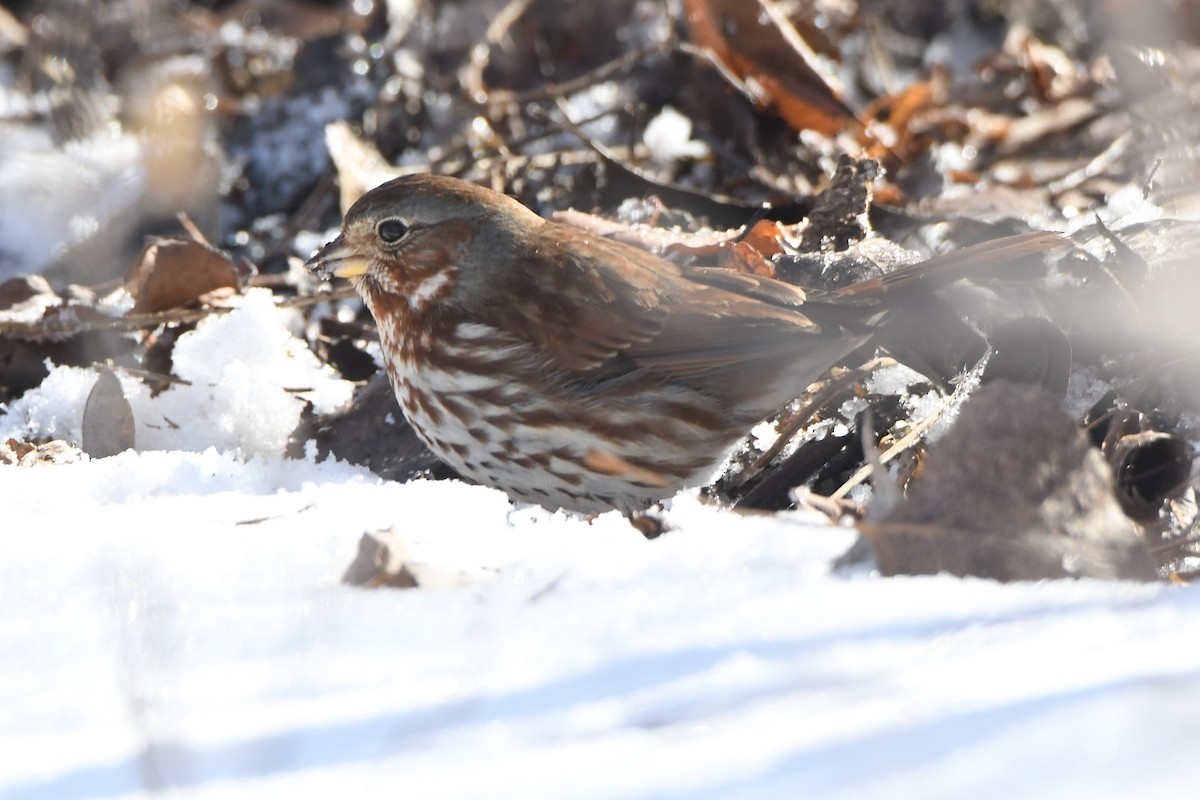 Fox Sparrow (Red) - ML412081071