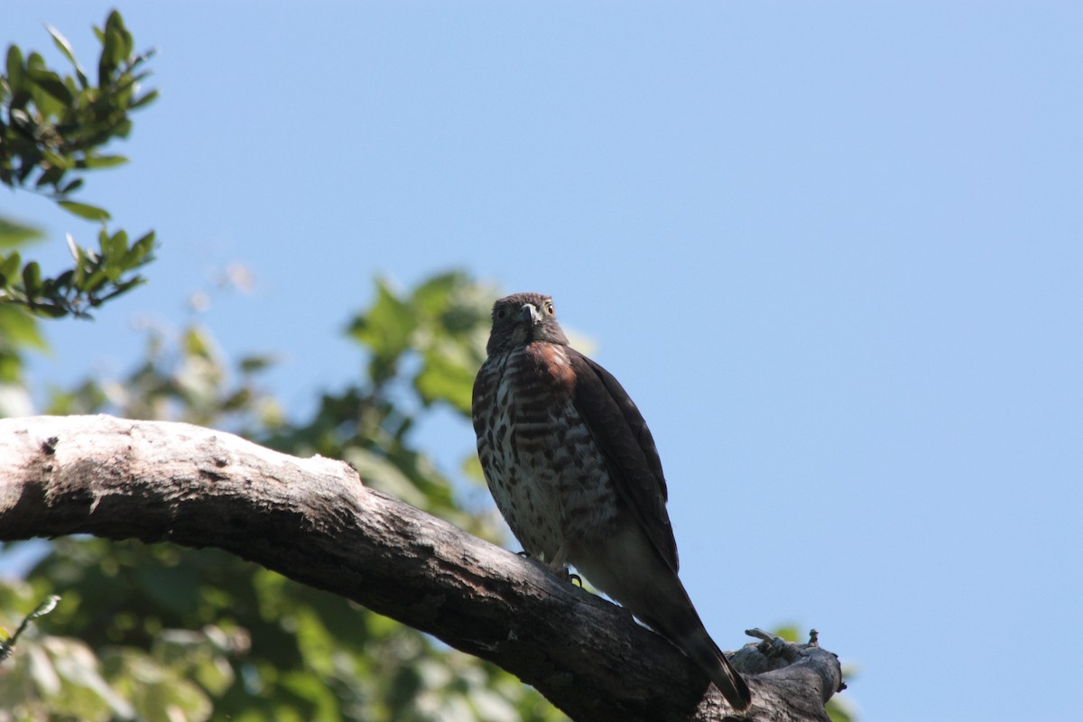 Double-toothed Kite - ML412081141