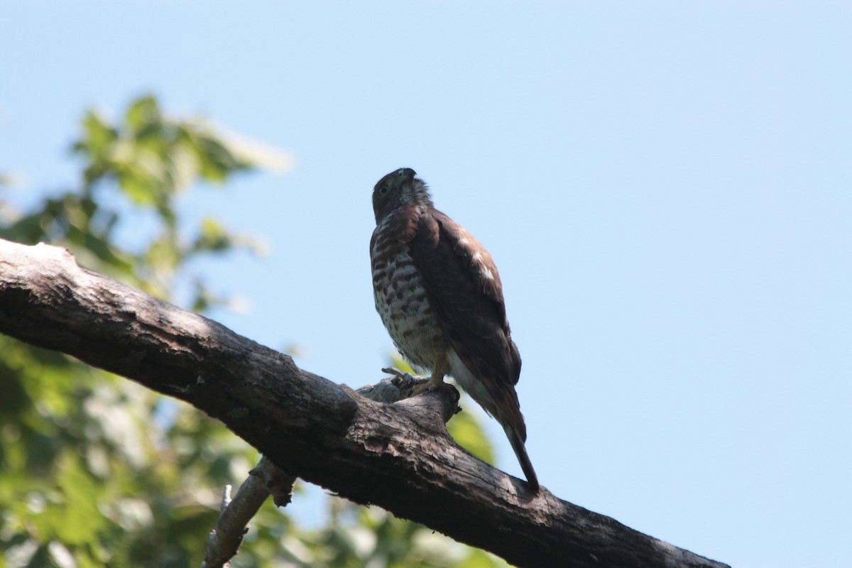 Double-toothed Kite - ML412081211