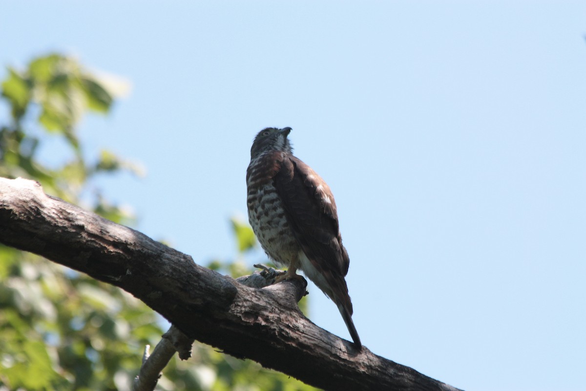 Double-toothed Kite - ML412081221