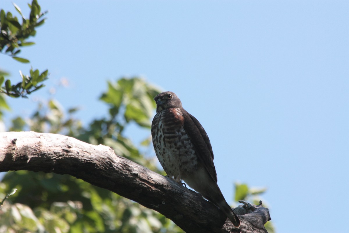 Double-toothed Kite - ML412081231