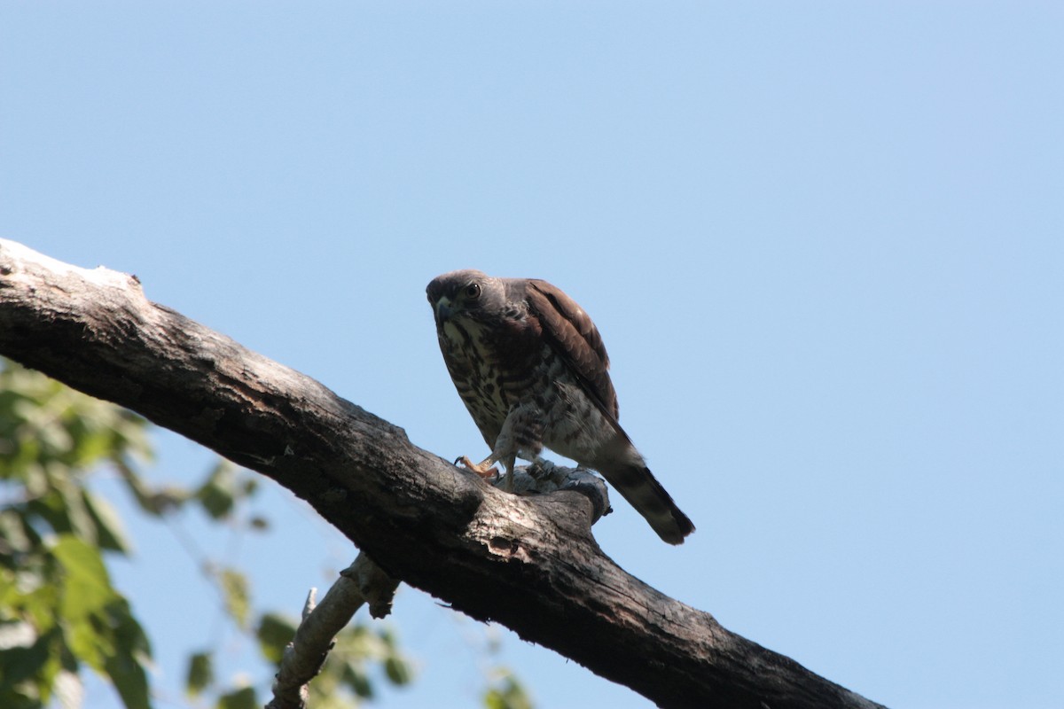 Double-toothed Kite - ML412081291