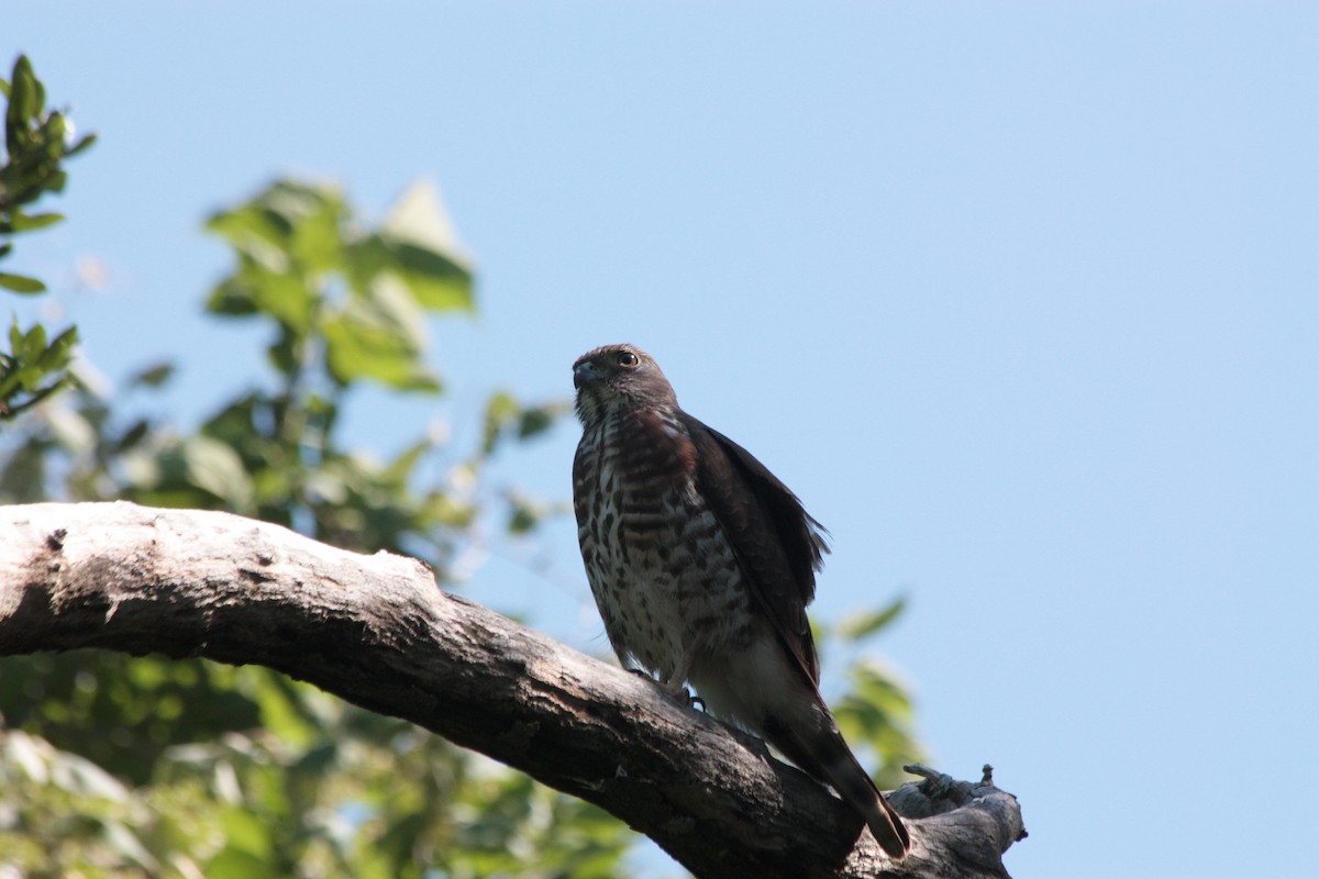 Double-toothed Kite - ML412081301