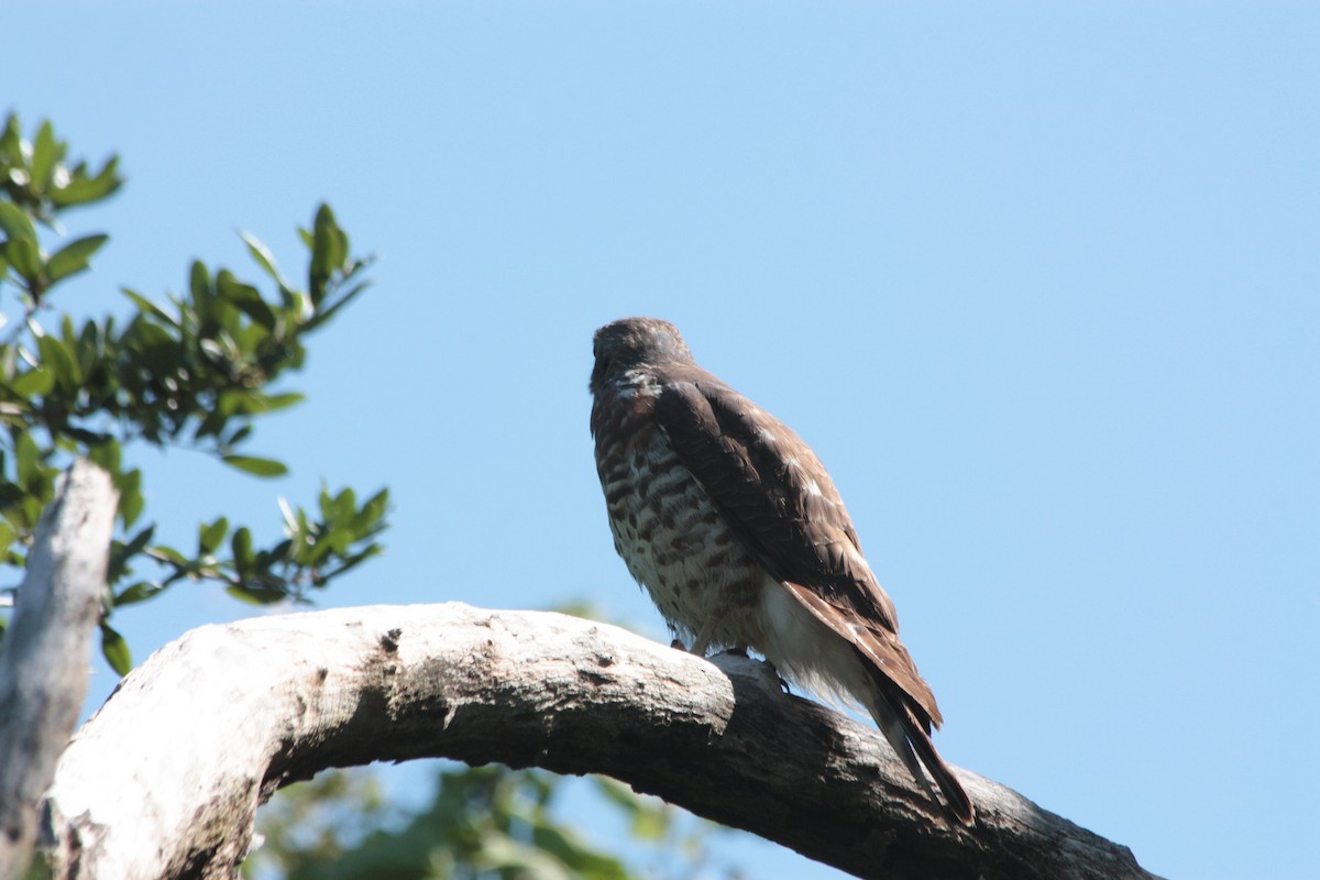 Double-toothed Kite - ML412081341