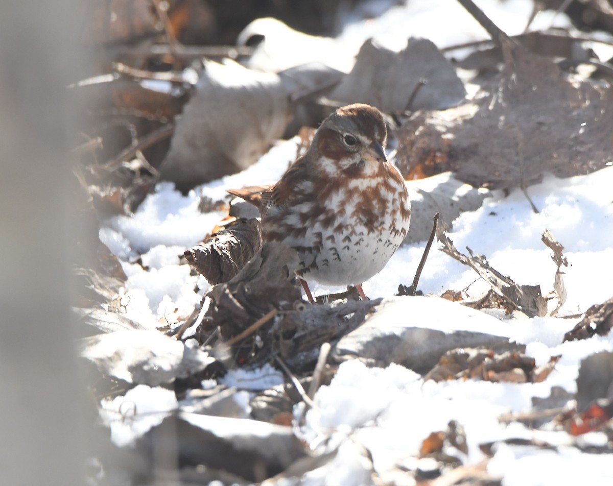 Fox Sparrow (Red) - ML412081641