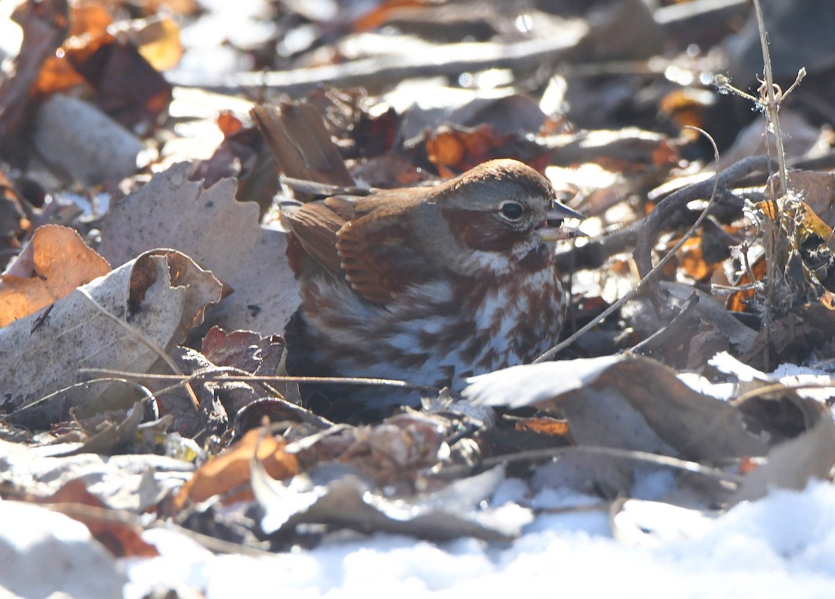 Fox Sparrow (Red) - ML412082421