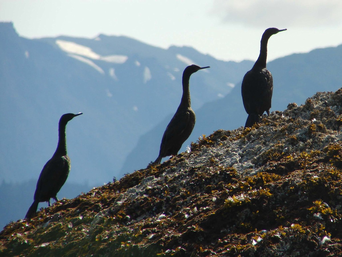 Pelagic Cormorant - ML41208351