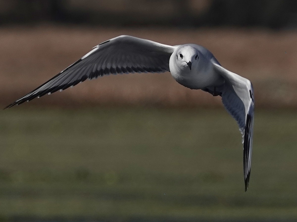 Bonaparte's Gull - ML412083541