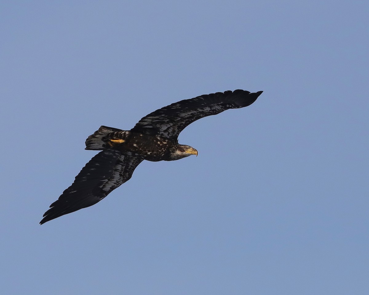 Bald Eagle - ML412083741