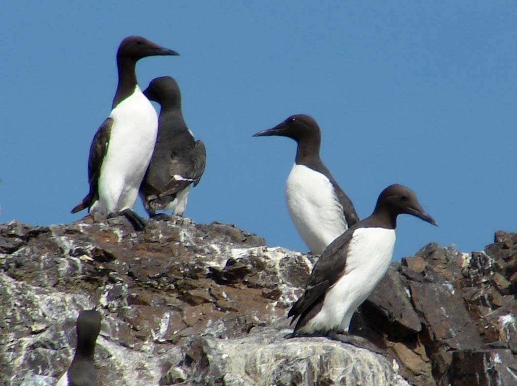 Guillemot marmette - ML41208381