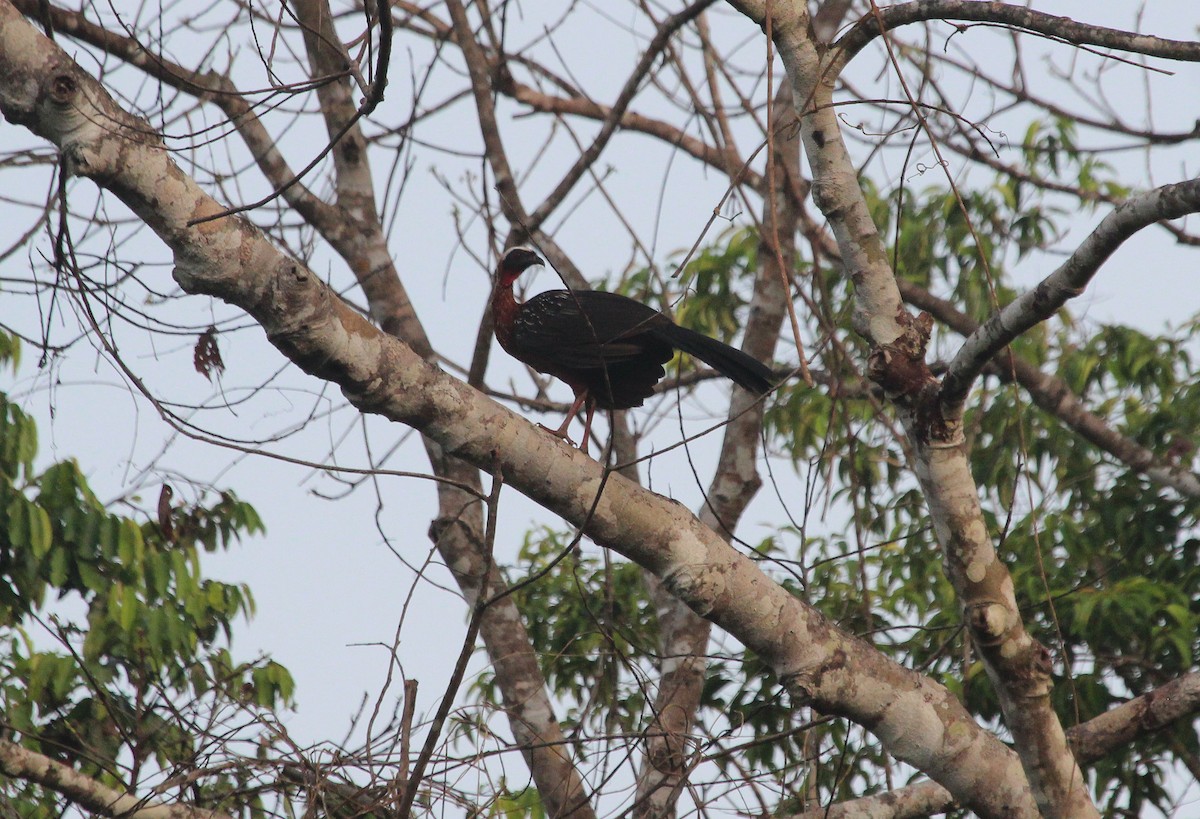 White-crested Guan - Alexander Lees