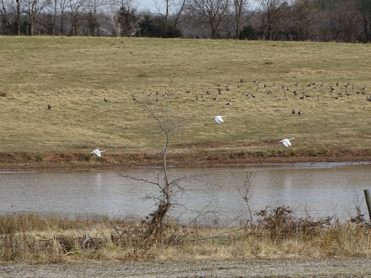 Tundra Swan - ML412085171