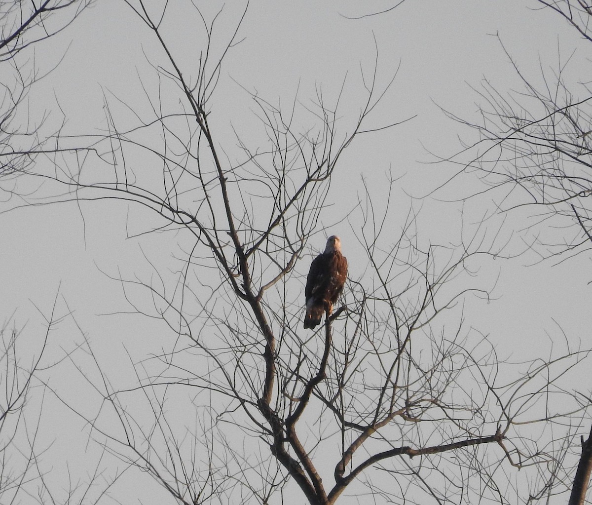 Bald Eagle - ML41208641