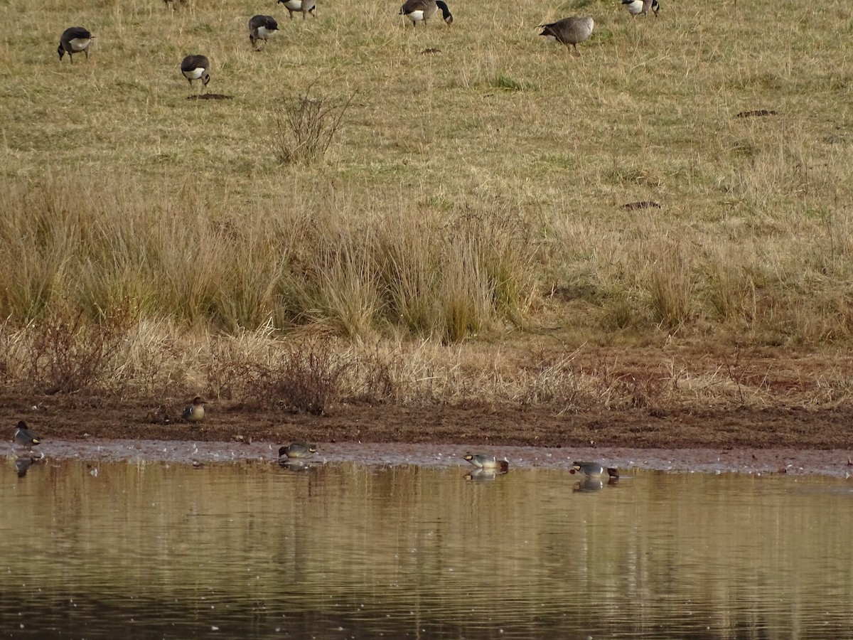 Green-winged Teal - ML412086721