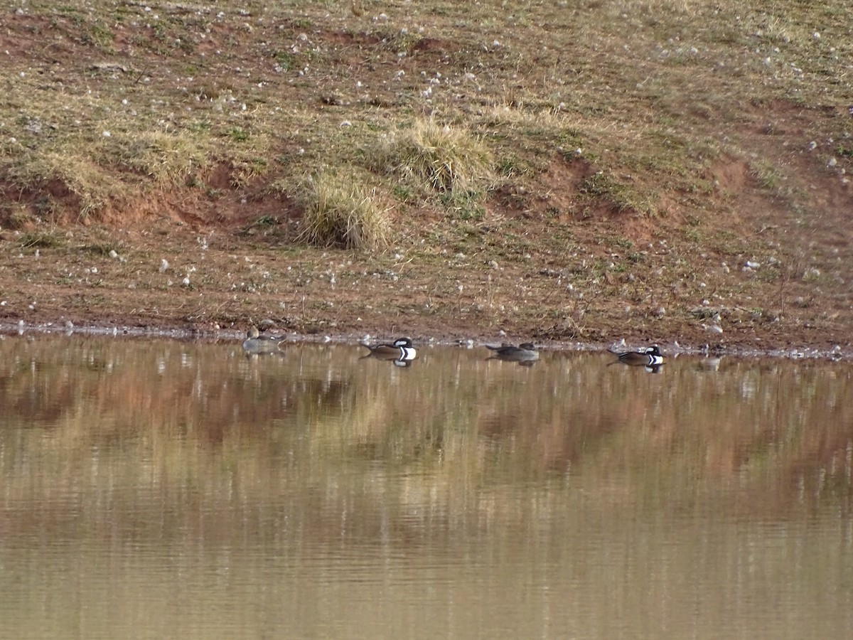Hooded Merganser - ML412087631