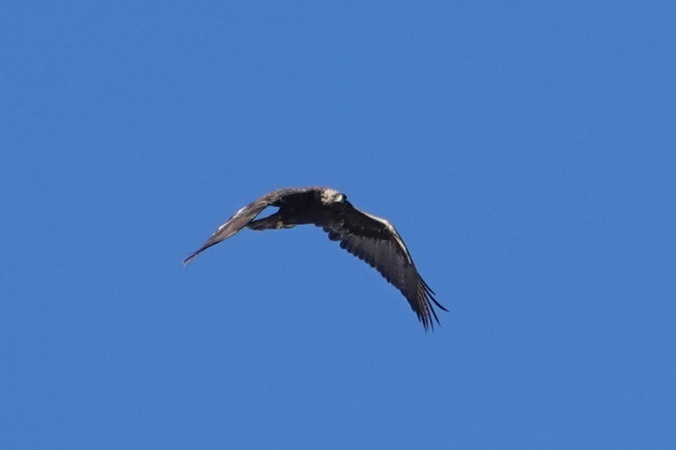 Aquila reale - ML412088181
