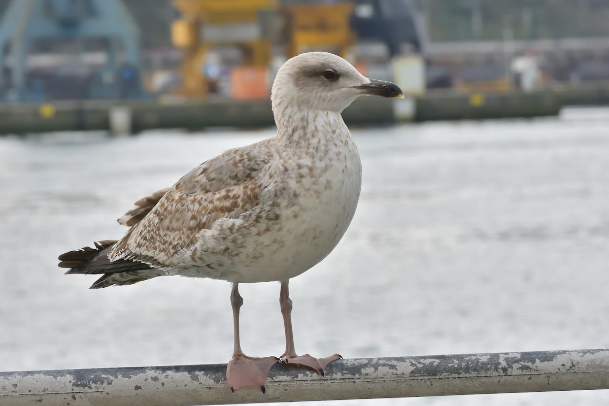 Yellow-legged Gull - Mu Sano