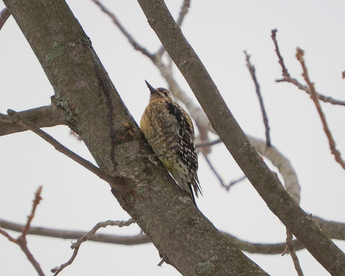 Yellow-bellied Sapsucker - ML412089861