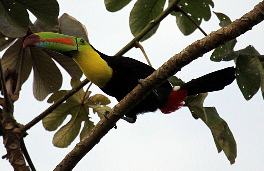 Keel-billed Toucan - ML41209001