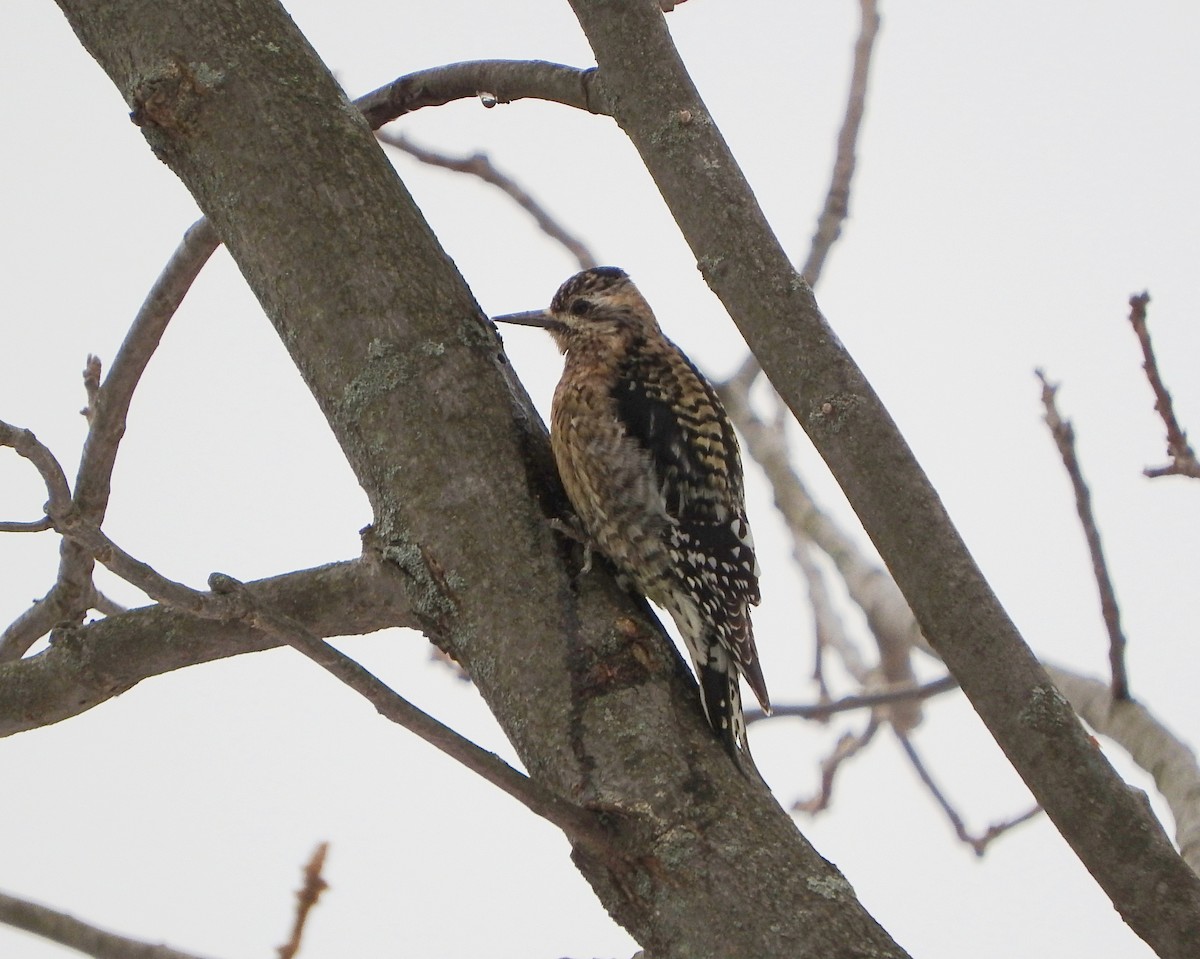 Yellow-bellied Sapsucker - ML412090011