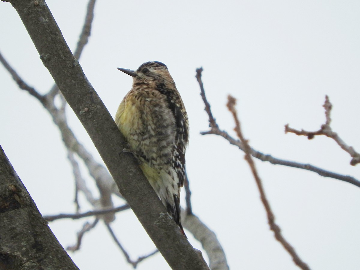 Yellow-bellied Sapsucker - ML412090301