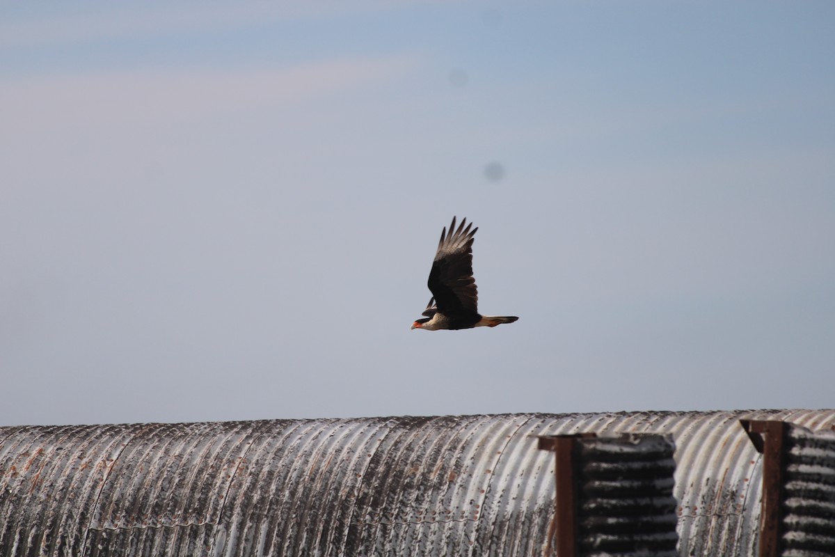 Caracara Carancho - ML412091711