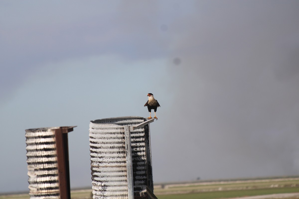 Caracara Carancho - ML412091811