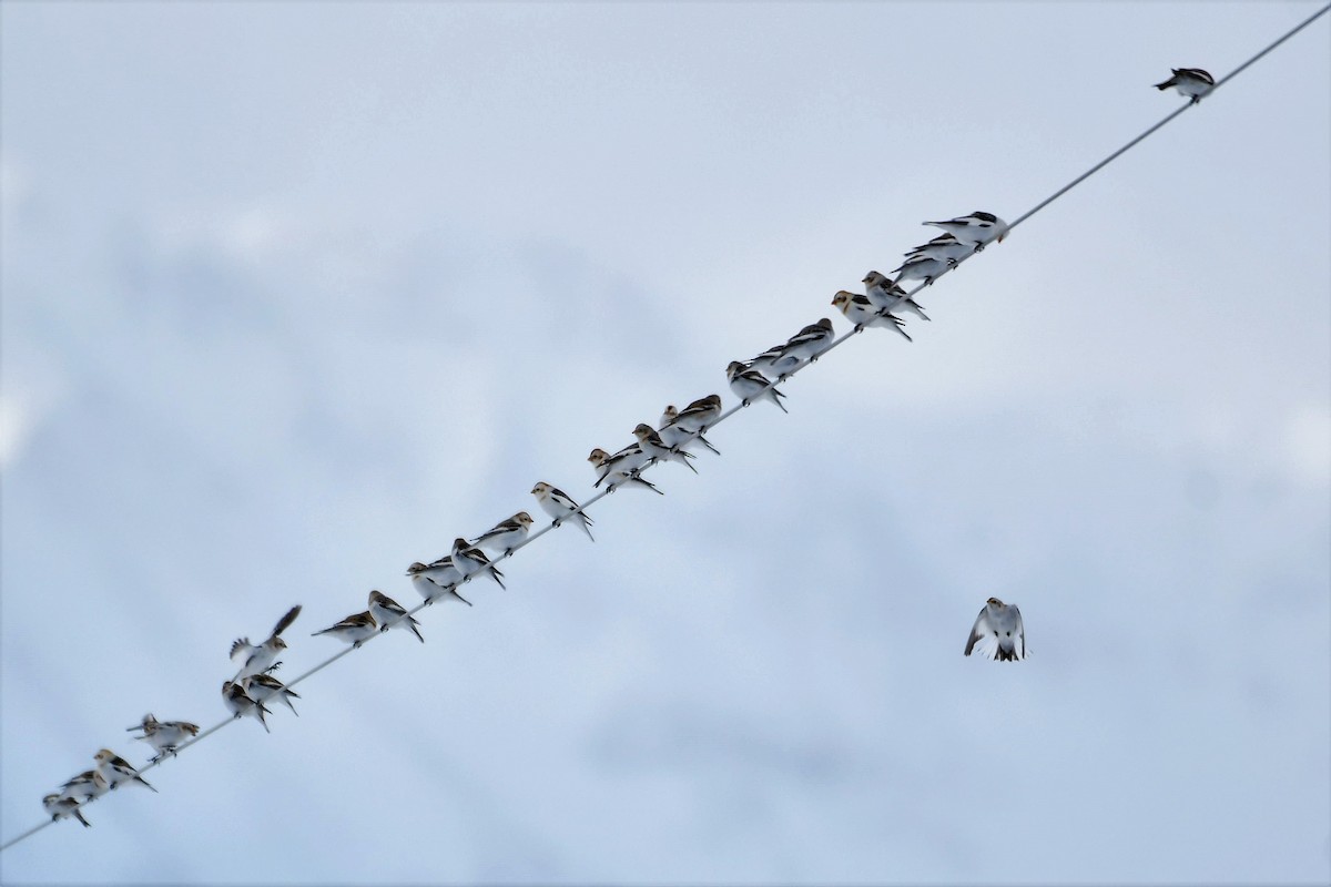 Snow Bunting - ML412092661