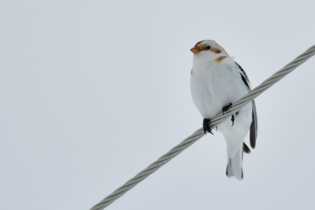 Snow Bunting - ML412092681