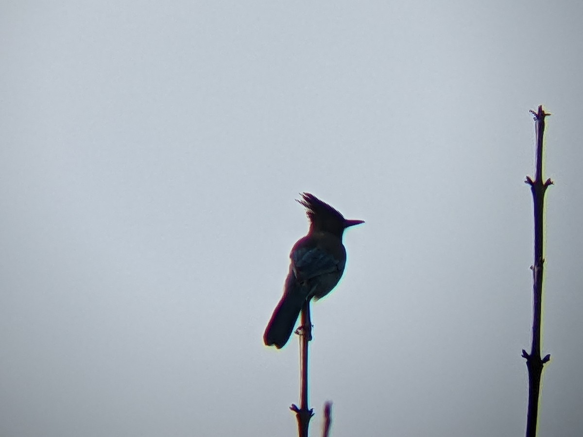 Steller's Jay - ML412093761