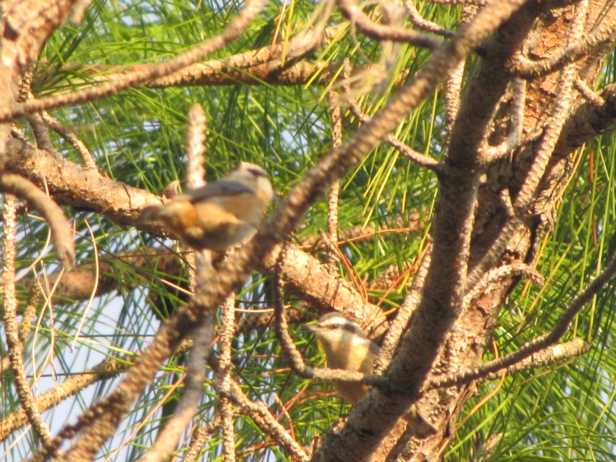 Red-breasted Nuthatch - ML41209491