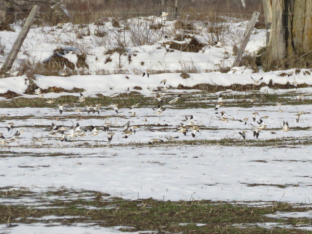 Snow Bunting - ML41209631