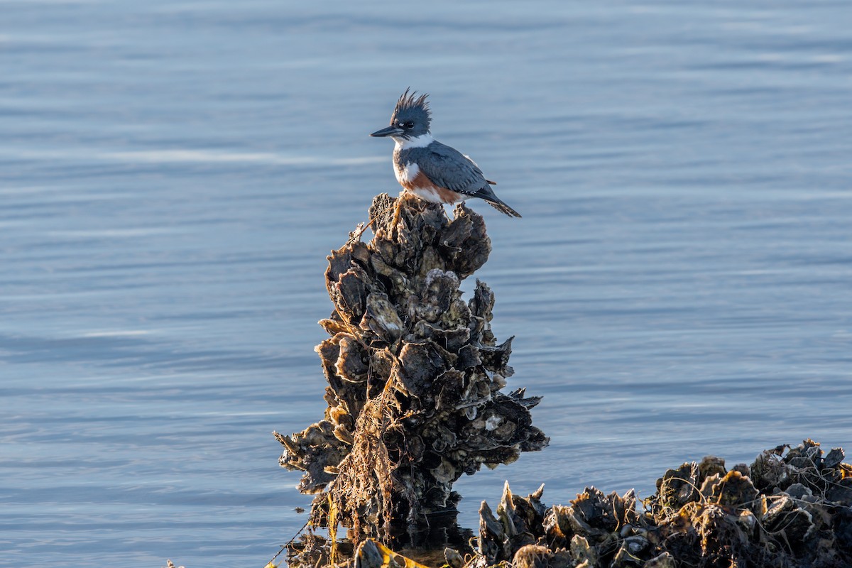 Belted Kingfisher - ML412098841