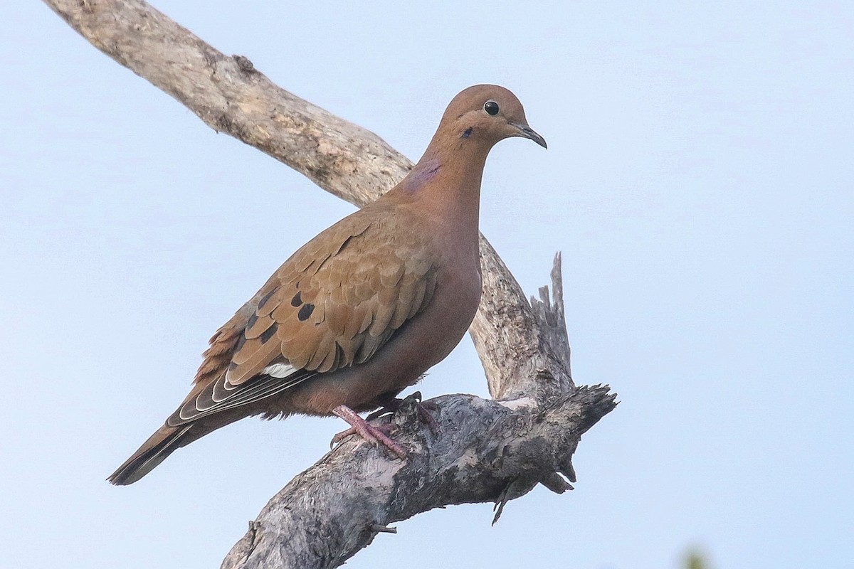 Zenaida Dove - ML412098851