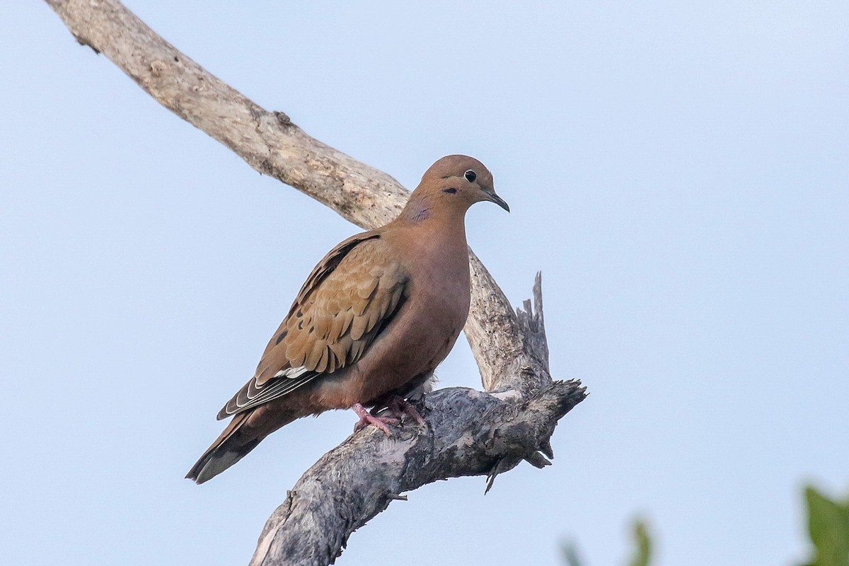 Zenaida Dove - ML412098991