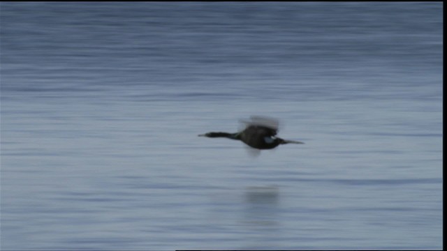 Pelagic Cormorant - ML412099