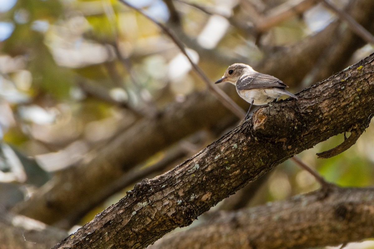 Spotted Flycatcher - ML412099191