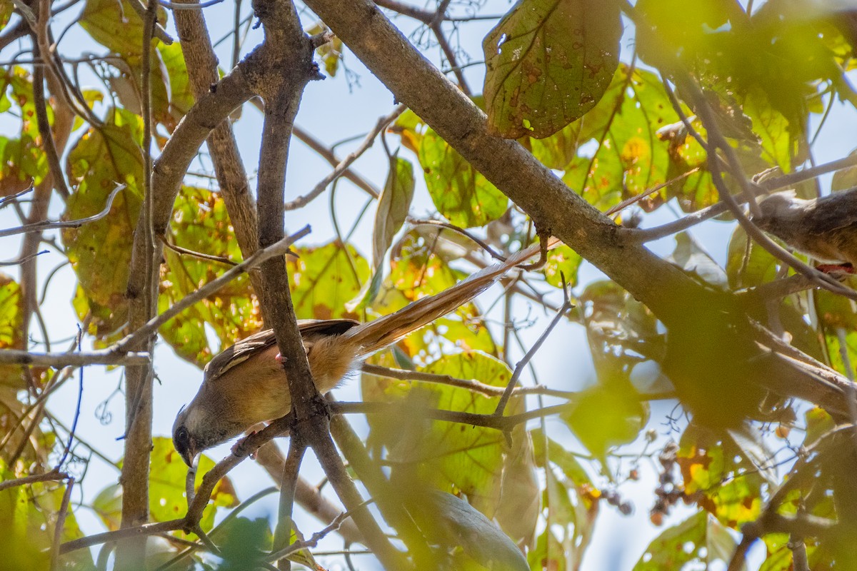 Braunflügel-Mausvogel - ML412099771