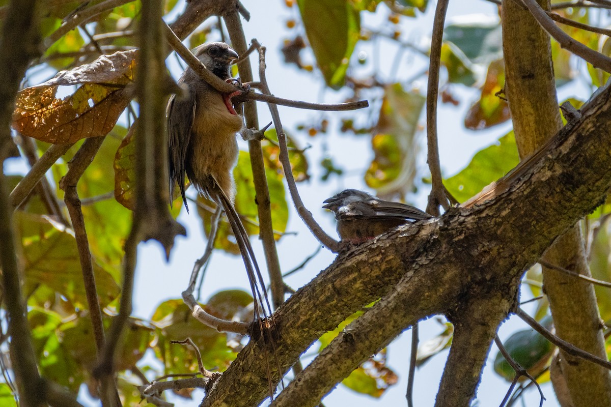 Braunflügel-Mausvogel - ML412099781