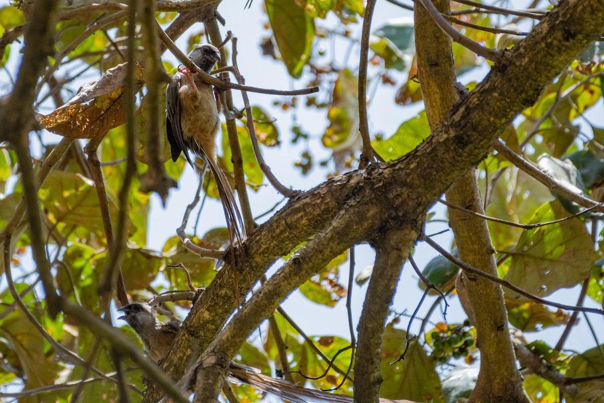 Braunflügel-Mausvogel - ML412099791